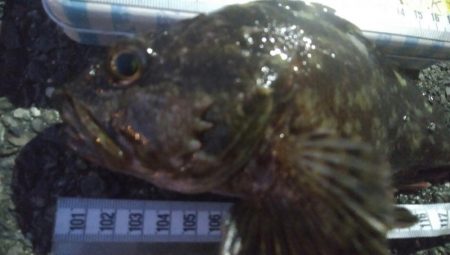 釣りデビュー　92日目