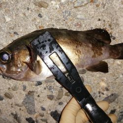 メバル釣りに