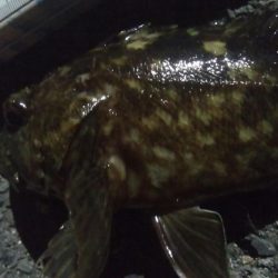 釣りデビュー　96日目