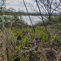 初のサクラマス、渓流
