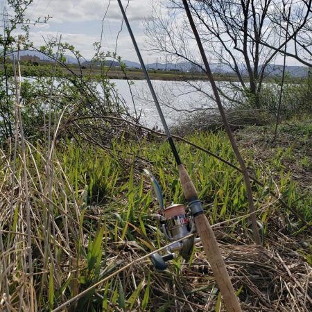 初のサクラマス、渓流