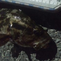 釣りデビュー　99日目