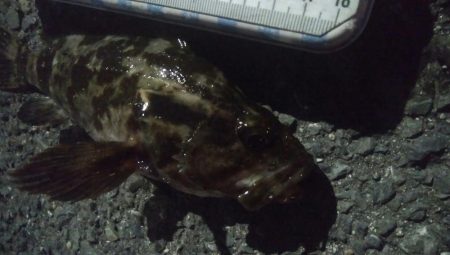 釣りデビュー　99日目