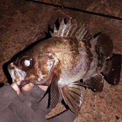 久しぶりのキーパーサイズ