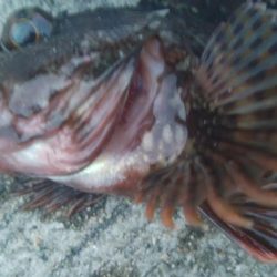 釣りデビュー 101日目