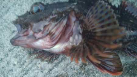 釣りデビュー 101日目