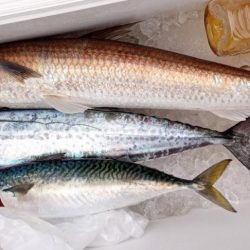 康仁丸・ジギング釣り果