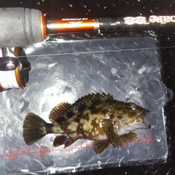 雨中メバリング