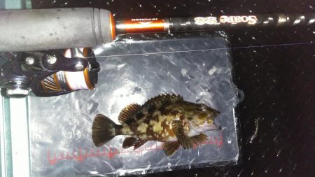 雨中メバリング