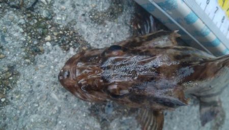 釣りデビュー 103日目