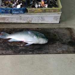 まさかの内側堤防で…