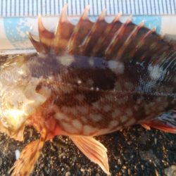 釣りデビュー　104日目