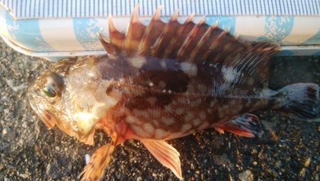 釣りデビュー　104日目