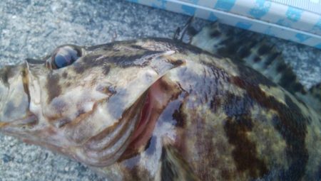 釣りデビュー　105日目