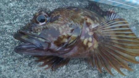 釣りデビュー　106日目