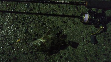 小メバルばかり