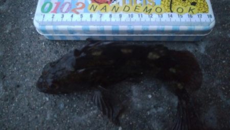 釣りデビュー 110日目