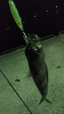 強風メバリング