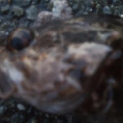 釣りデビュー　111日目