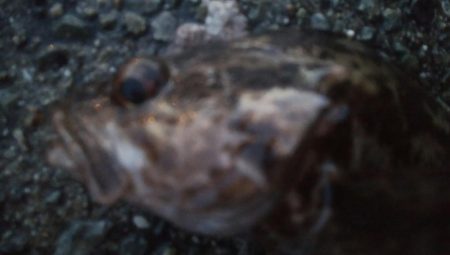 釣りデビュー　111日目