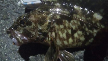 釣りデビュー　113日目