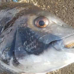 釣りデビュー　114日目