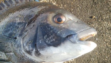 釣りデビュー　114日目