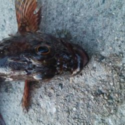 釣りデビュー 115日目