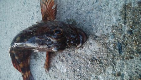 釣りデビュー 115日目