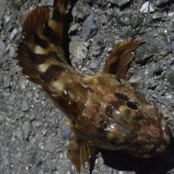 釣りデビュー　116日目