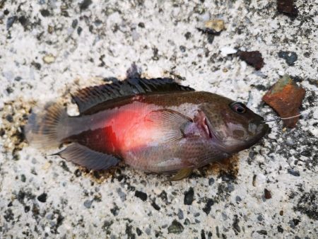 夫婦で五目釣り