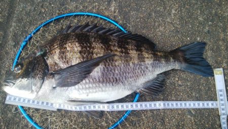 釣りデビュー　117日目