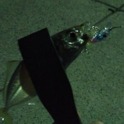 プラグでアジング