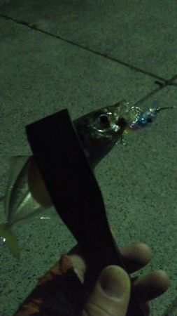 プラグでアジング