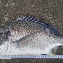 釣りデビュー　118日目