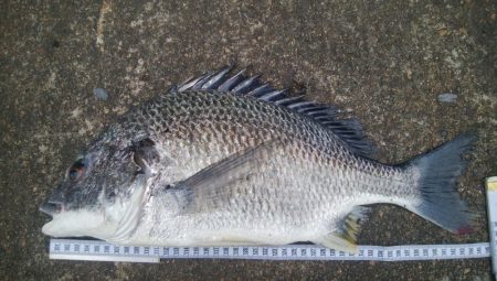 釣りデビュー　118日目