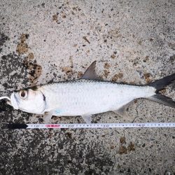 夕方にターポン