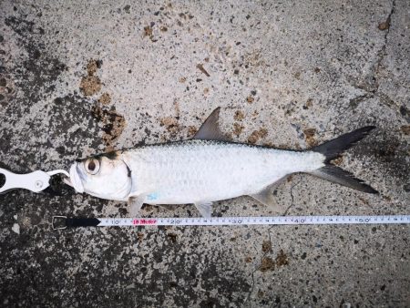 夕方にターポン
