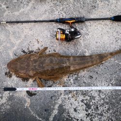 今日はマゴチも釣れました