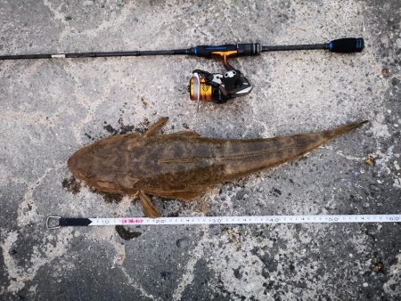 今日はマゴチも釣れました