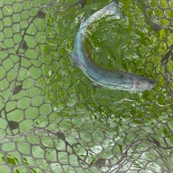 初服部緑地公園