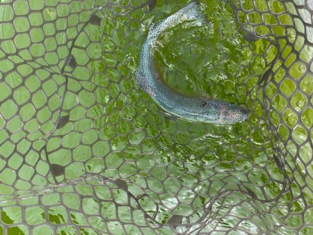 初服部緑地公園