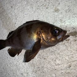 メバル、ぼちぼちと