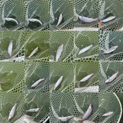 岸和田フィッシングパーク  好調キープ