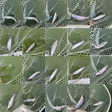 岸和田フィッシングパーク  好調キープ