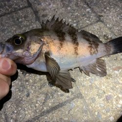 そろそろメバルの時期
