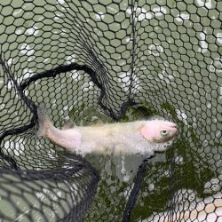 プールトラウト