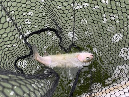 プールトラウト