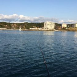 良型アジ、メバル、ヒイラギ