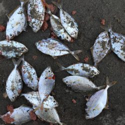 アジ48匹、ヒイラギ17匹、フグ1匹